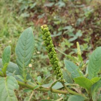 Phytolacca octandra L.